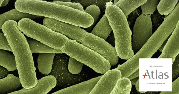 Ešerihija Koli Bakterija