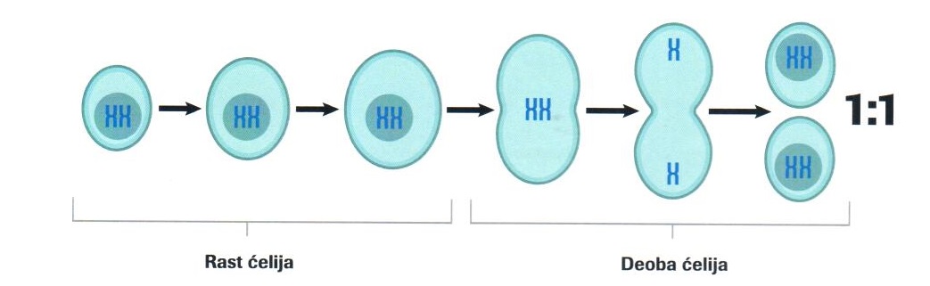 Cell division Cell division